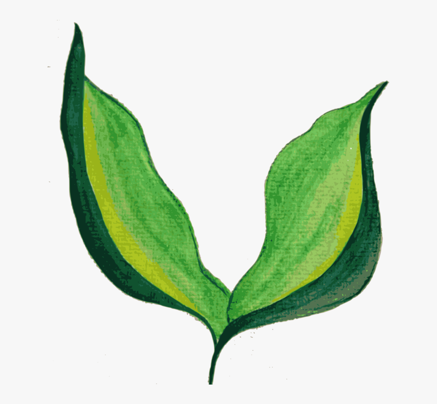 Plant Stem,plant,flower - Painted Leaf Transparent Background, Transparent Clipart