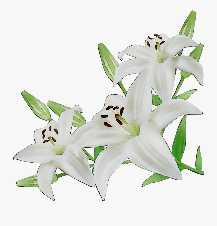 Lily Cut Flowers White Illustration - Bunga Lily Putih Kartun, Transparent Clipart
