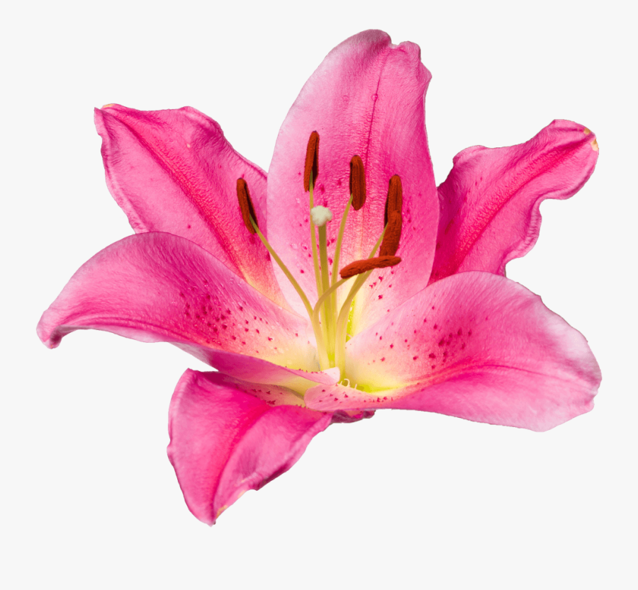 Transparent Daylily Clipart - Tiger Lily, Transparent Clipart