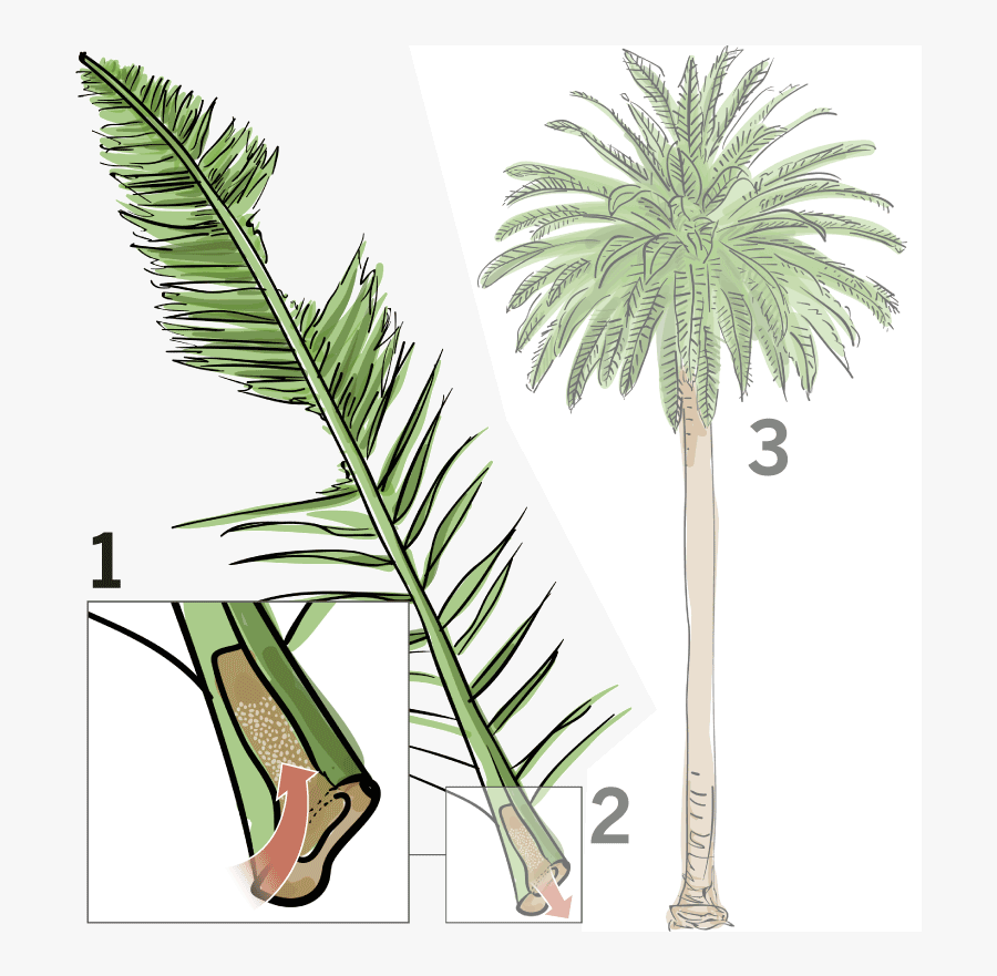 Dying Palm Tree, Transparent Clipart