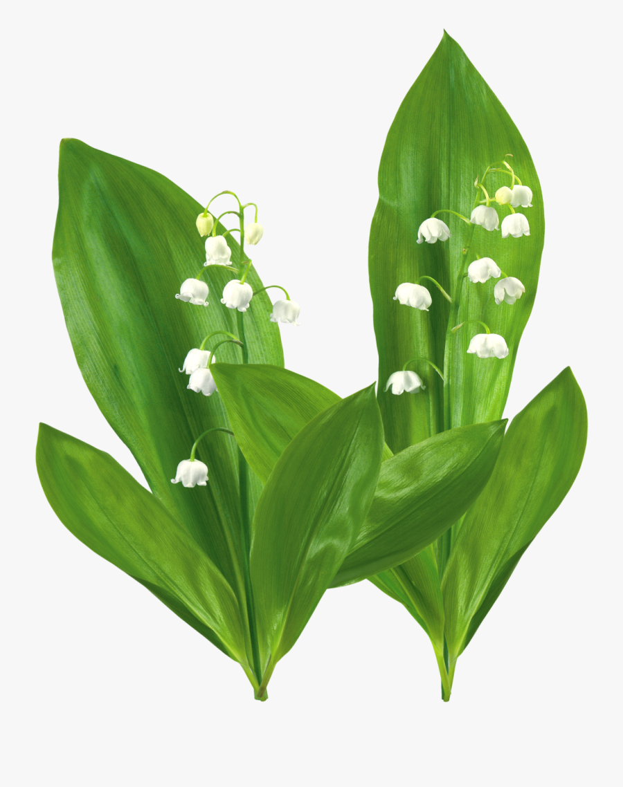 Фотографии В Альбоме «ландыши Пнг», Автор Olga - Lily Of The Valley, Transparent Clipart