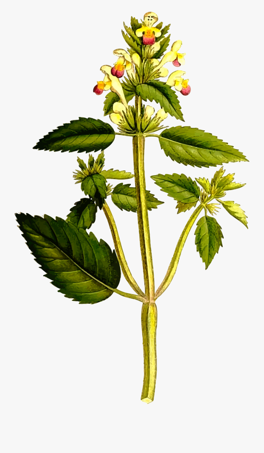 Plant,flower,leaf - Galeopsis Speciosa, Transparent Clipart