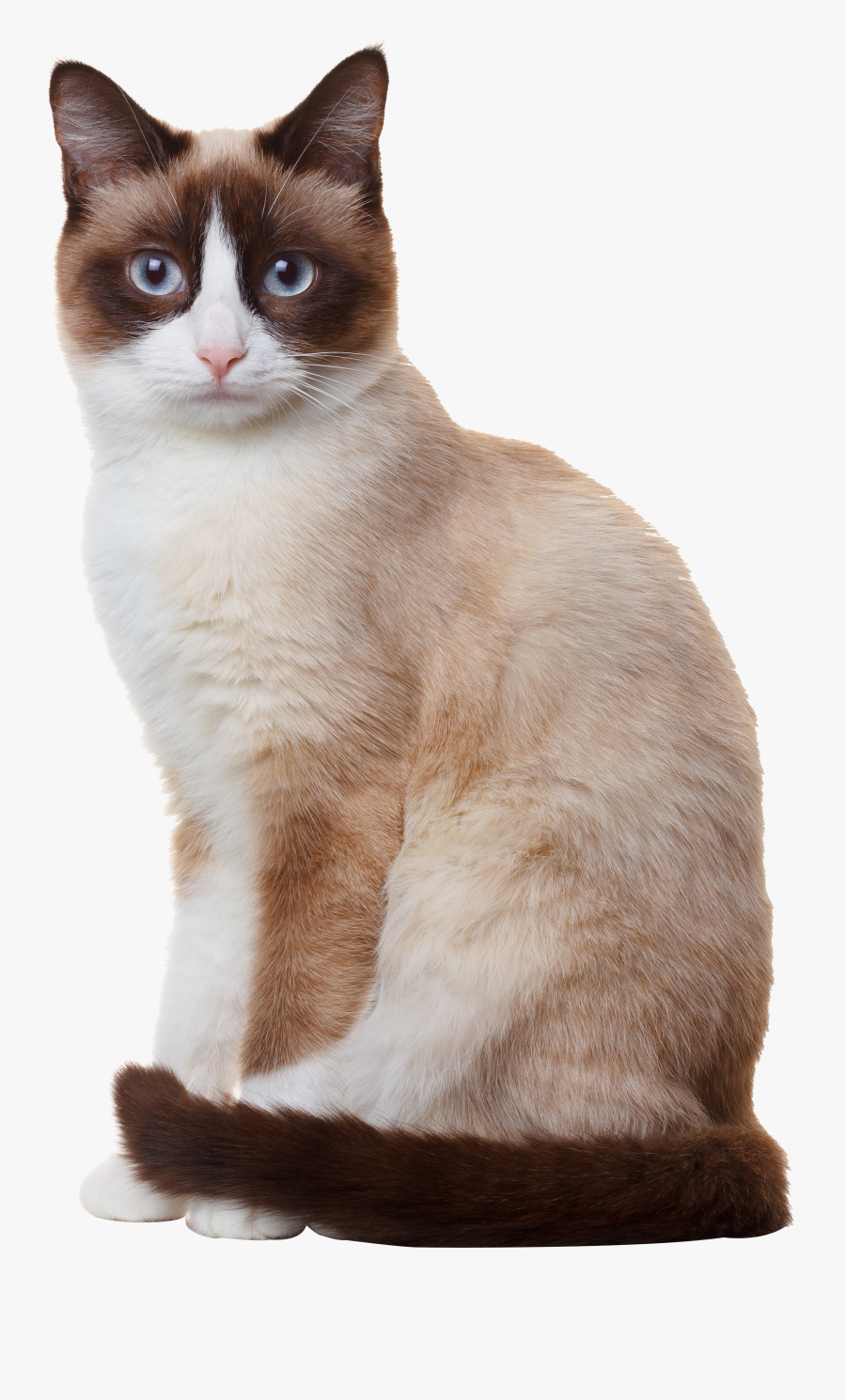 Sitting Siamese Photography Breed Cat Snowshoe Birman, Transparent Clipart