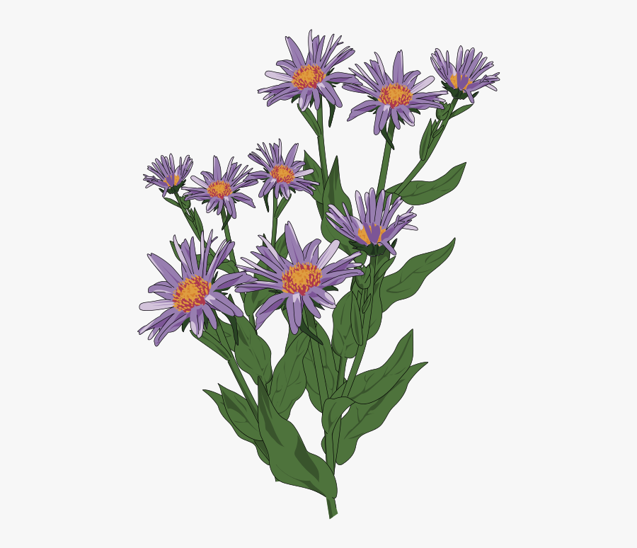 Free To Use Public Domain Flowers Clip Art - Purple Asters Clip Art, Transparent Clipart