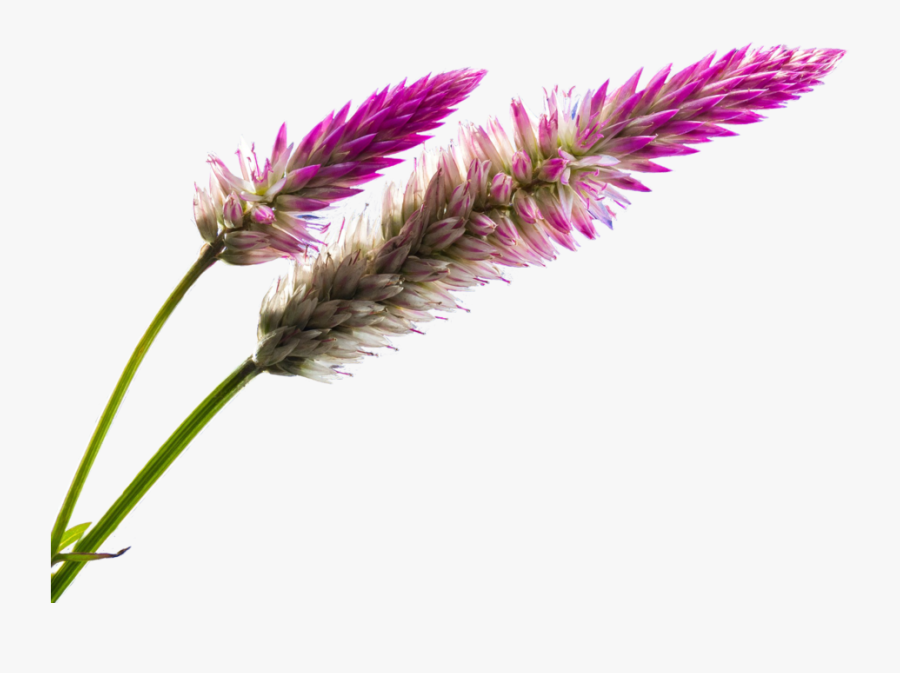 Wild Flowers Png - Floral Stock Images Png, Transparent Clipart