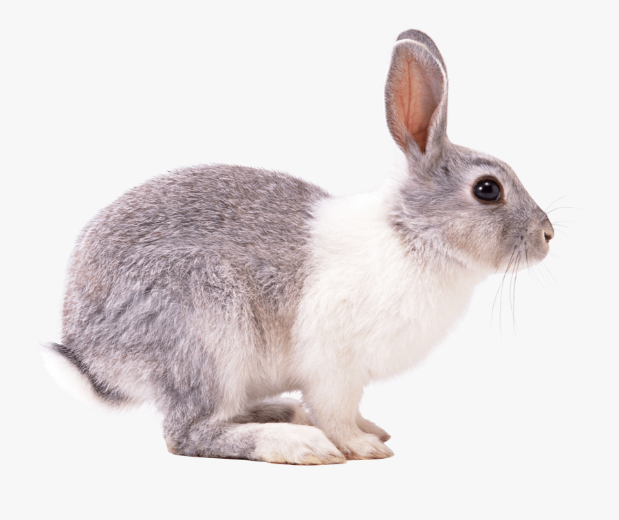 Right Transparent Png Stickpng - Rabbit Png, Transparent Clipart