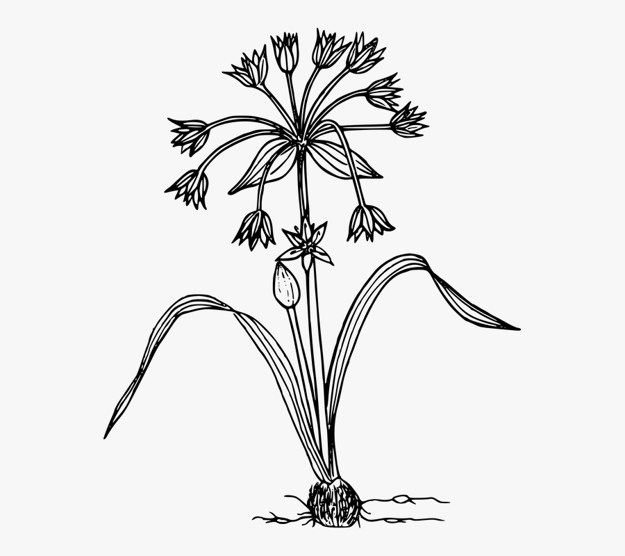 Flower, Plant, Wild, Wildflower - Wild Flowers Black And White Clipart Png, Transparent Clipart