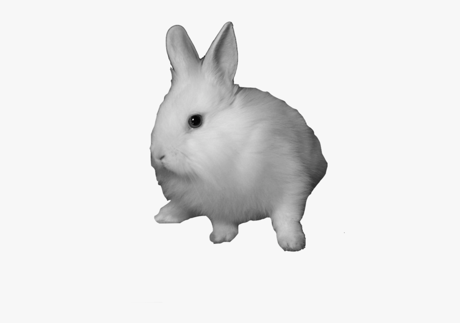 Domestic Hare Clip Art - Bunny Transparent, Transparent Clipart