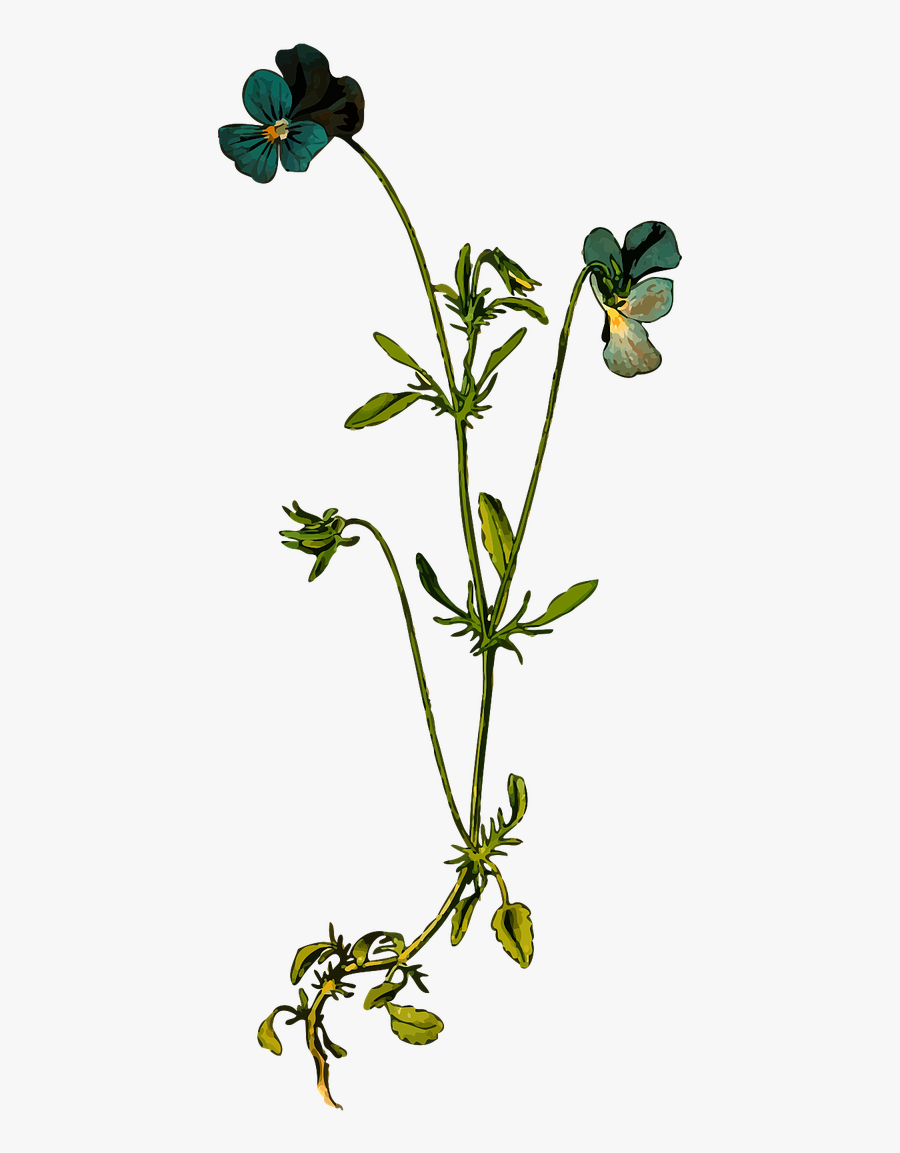 Wildflowers Drawing - The Best - Viola Tricolor, Transparent Clipart