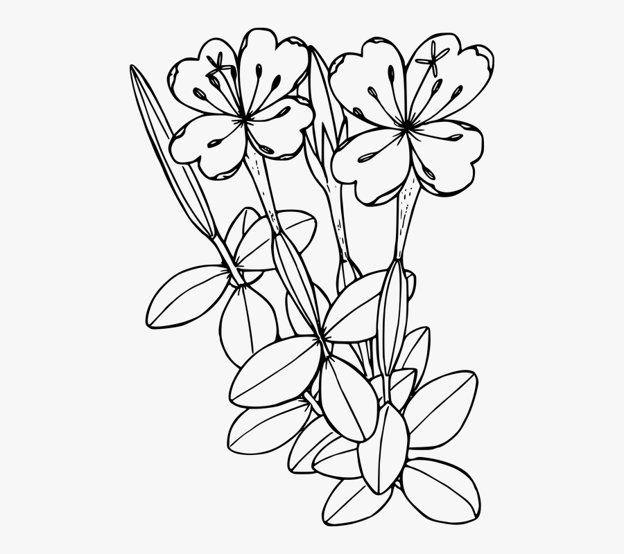 Flower, Plant, Wild, Wildflower - Floral Coloring Page Transparent, Transparent Clipart