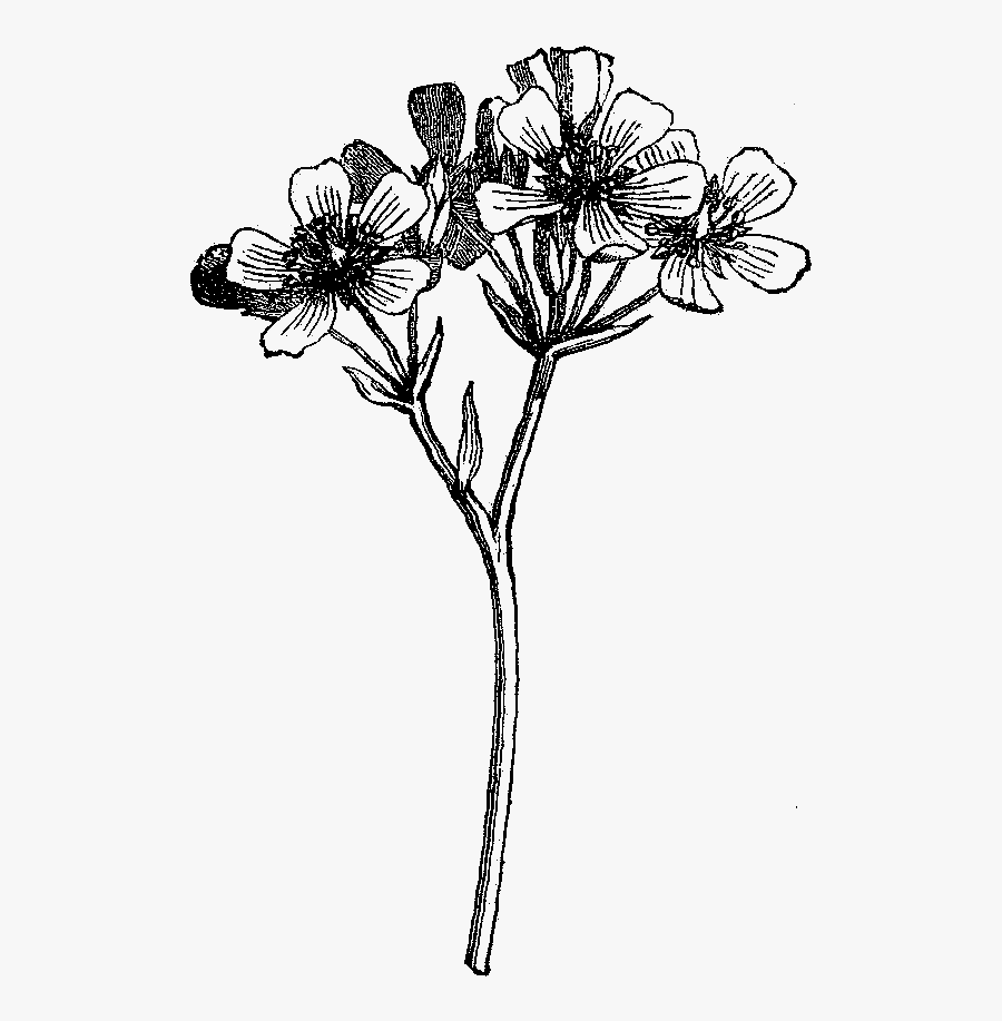 Hd Digital Wildflower Downloads - Wild Flower Illustration Black And White, Transparent Clipart