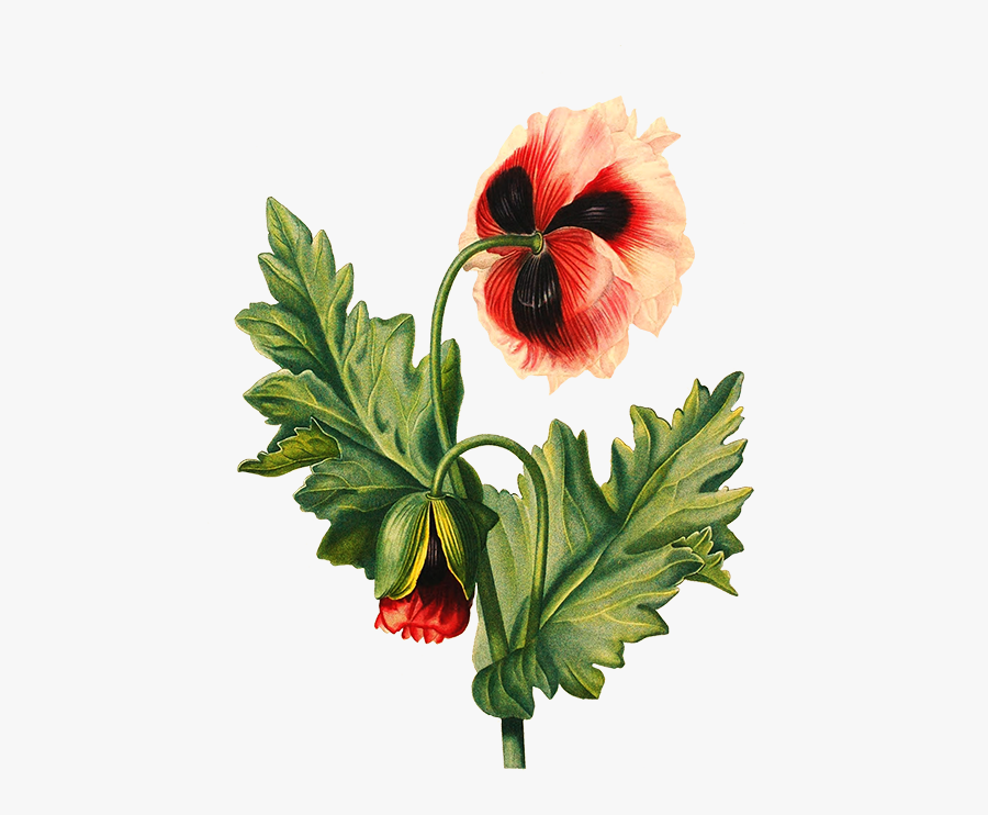 Poppy Flower Transparent Background - Sorry For Irritating You, Transparent Clipart