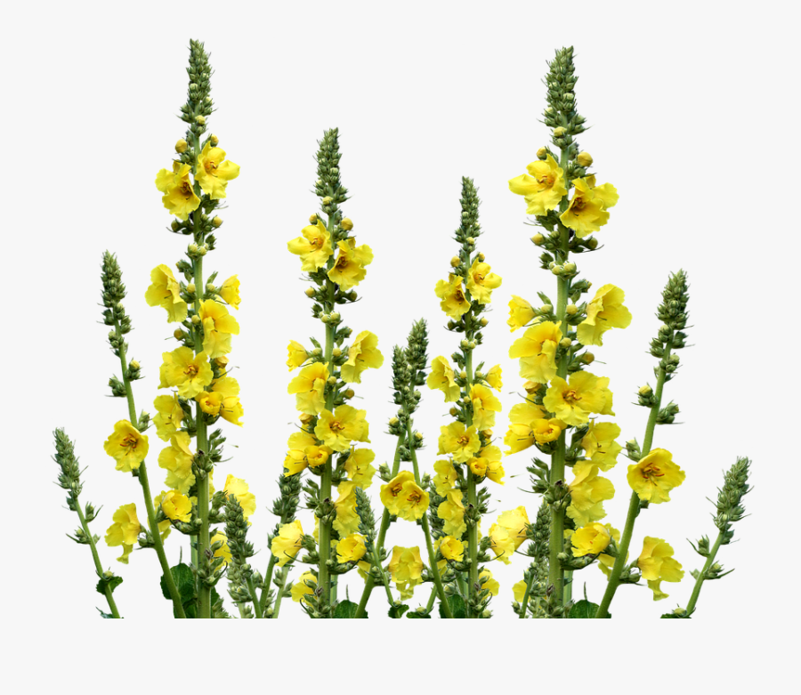 Wild Flowers Png Transparent, Transparent Clipart