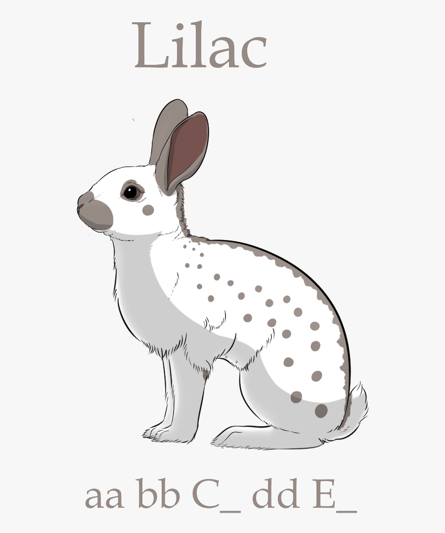 Picture - Rabbit, Transparent Clipart