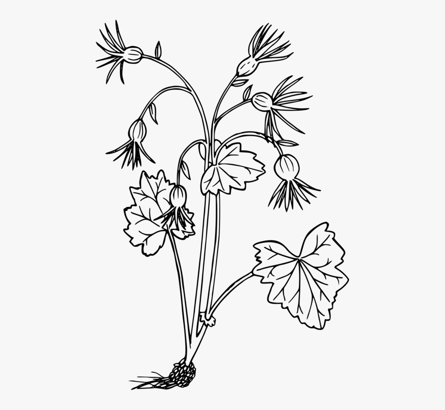 Symmetry,monochrome Photography,tree - Wild Flower Icon, Transparent Clipart