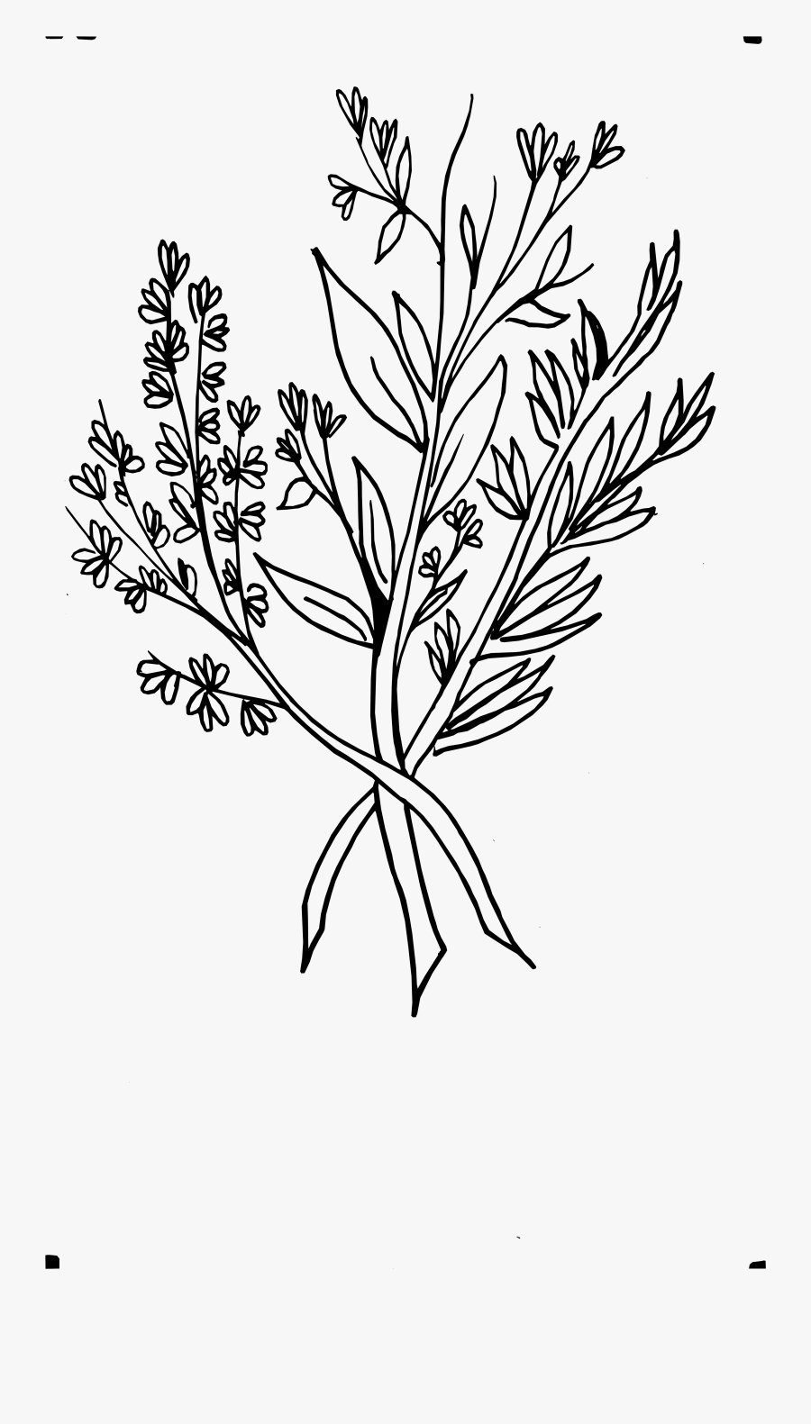 Study On Behance - Transparent Drawn Flower Png, Transparent Clipart