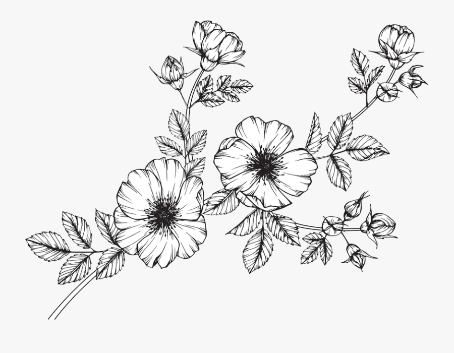 Clip Art Collection Of Free Wildflower - Black Flowers Drawing, Transparent Clipart