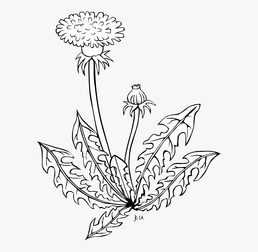 G Ku Taraxacum Officinale 1 - Dandelion Clip Art, Transparent Clipart
