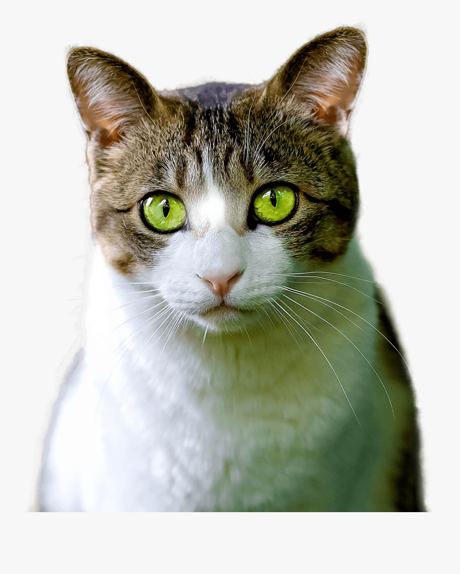 Cat With Green Eyes Png, Transparent Clipart