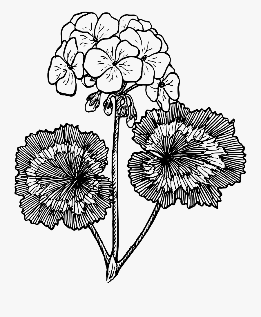 Geranium - Geranium Flower Clip Art, Transparent Clipart