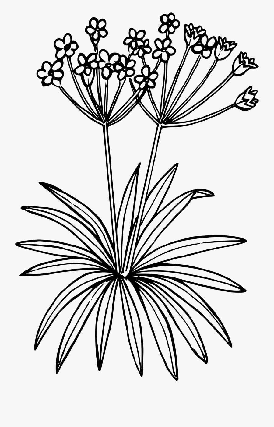 Arctic Flower Cliparts - Draw Tundra Plants, Transparent Clipart