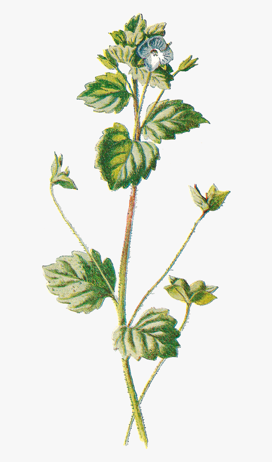 Wildflower Clipart Botanical Illustration - Transparent Background Dainty Flowers, Transparent Clipart