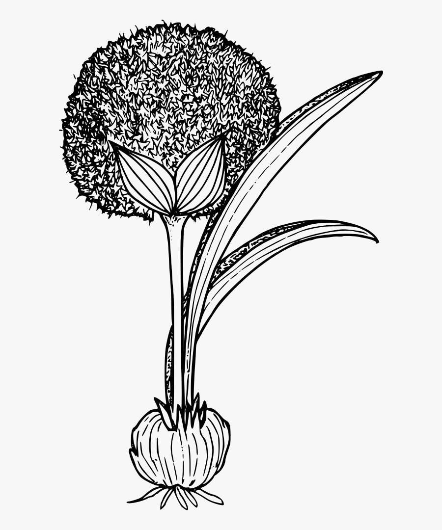 Portable Network Graphics, Transparent Clipart