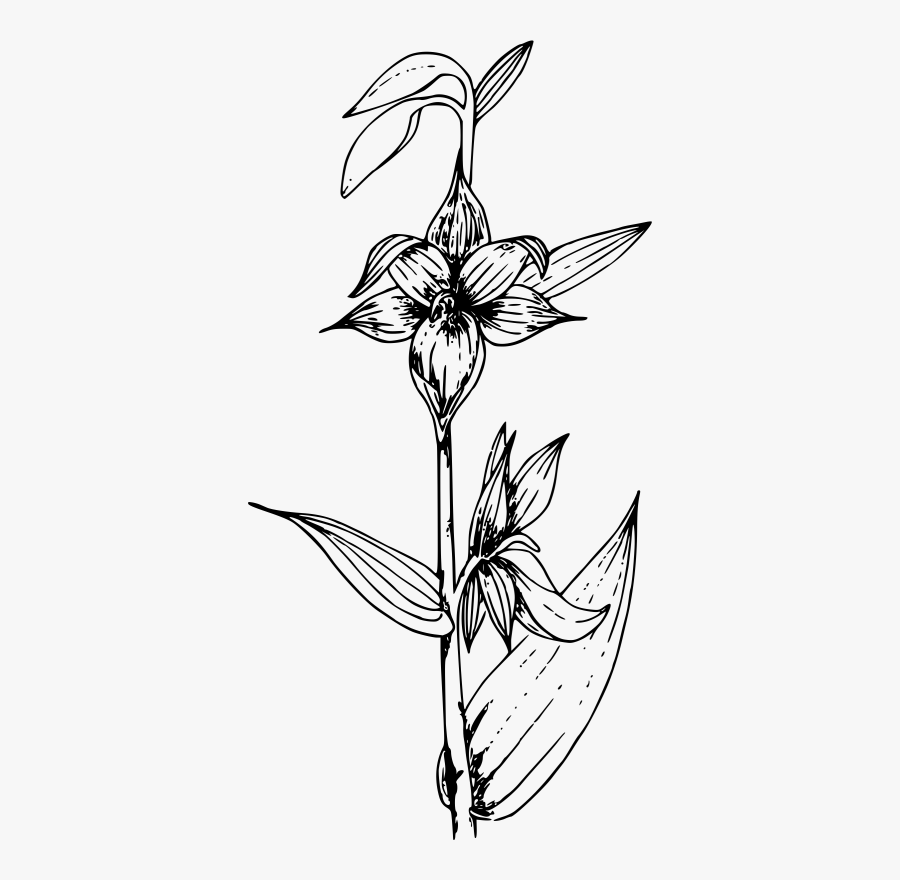 Wild Flower Clip Art - Small Plant Image Clipart Black And White, Transparent Clipart