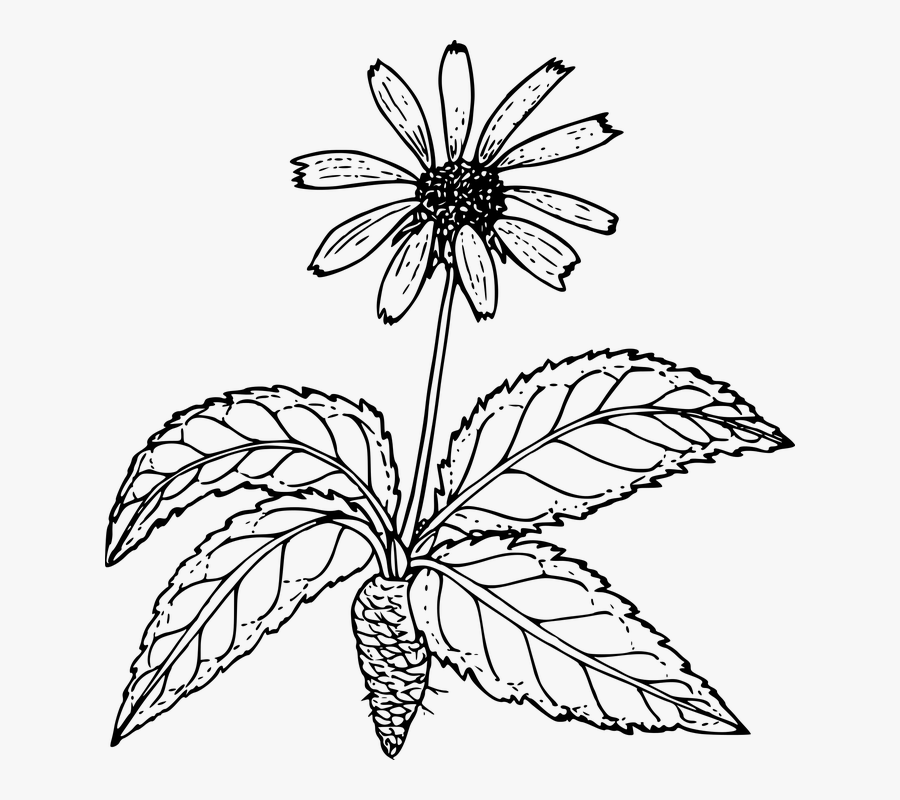 Flower, Plant, Wild, Wildflower - Wild Flower Outline Clipart, Transparent Clipart