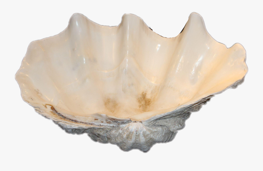 #shell #clamshell #ocean #aphrodite #mermaid #freetoedit - Giant Clam, Transparent Clipart