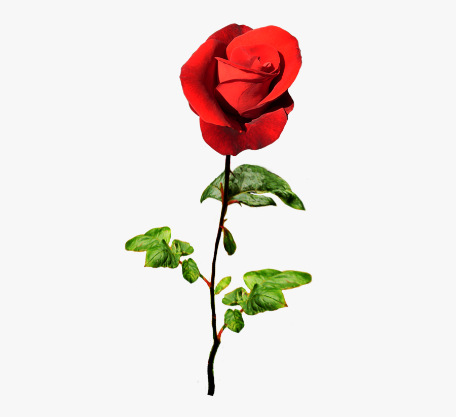 Red Rose For A Valentine Greeting - Valentine Wishes With Roses, Transparent Clipart