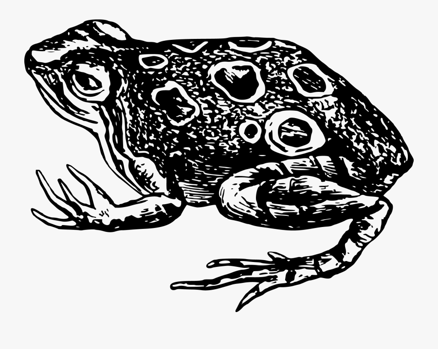 Toad Frog Amphibian Black And White Clip Art - Toad Black And White Free, Transparent Clipart