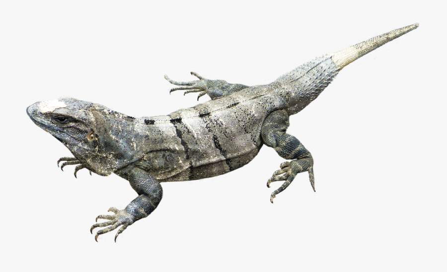 Amphibian Png Image - Amphibian Png, Transparent Clipart