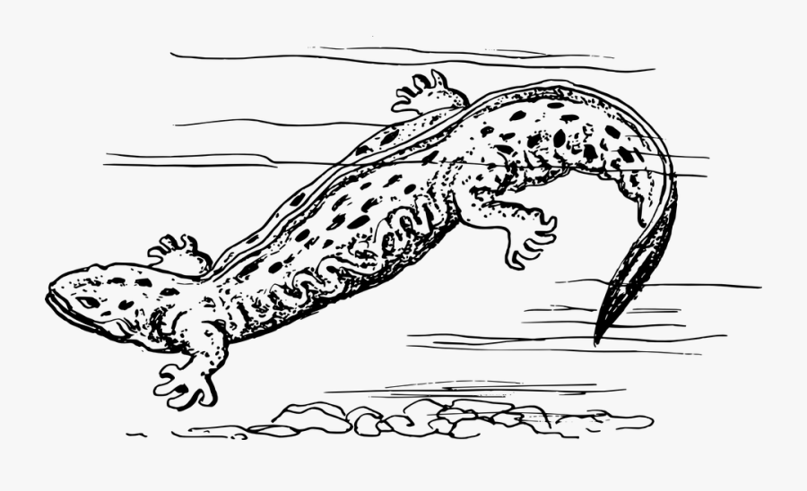 Amphibian, Animal, Biology, Herpetology, Zoology - Hellbender Black And White, Transparent Clipart