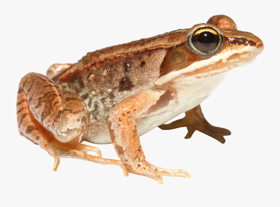 Wood Frog Transparent, Transparent Clipart
