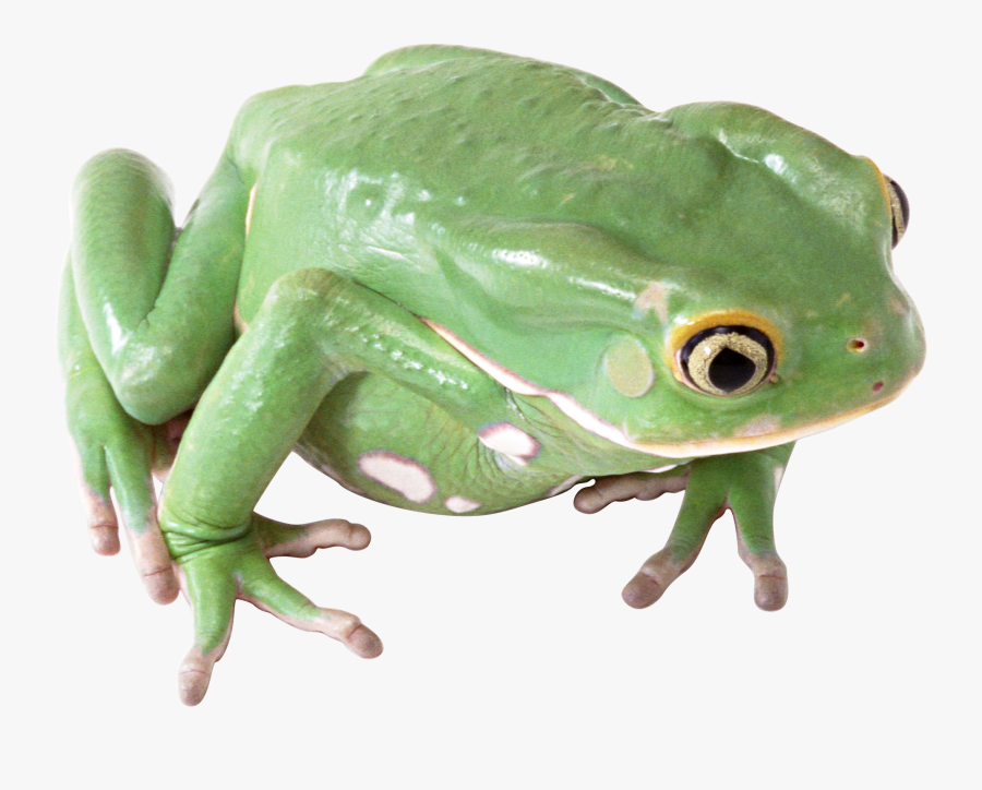 Amphibian Png Transparent Image - Transparent Background Frog Png, Transparent Clipart