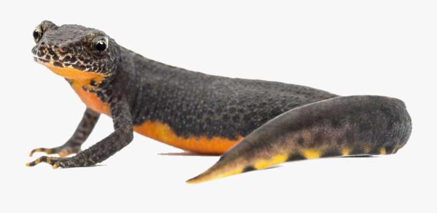 Download Amphibian Png Photos 012 - Amphibian Png, Transparent Clipart