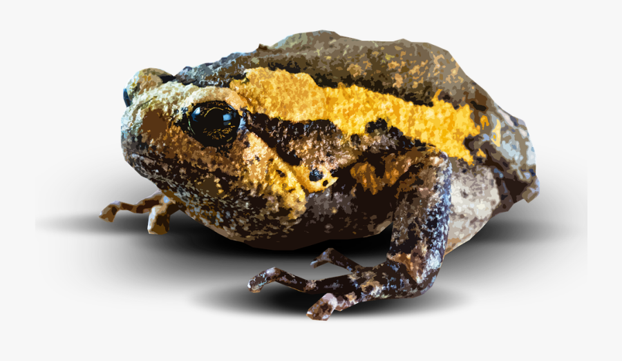 Amphibian Png Picture - Amphibian Png, Transparent Clipart