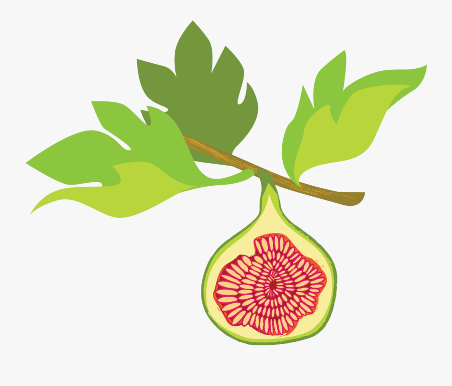 Fig Graphic Clipart , Png Download - Fig Tree Clipart, Transparent Clipart