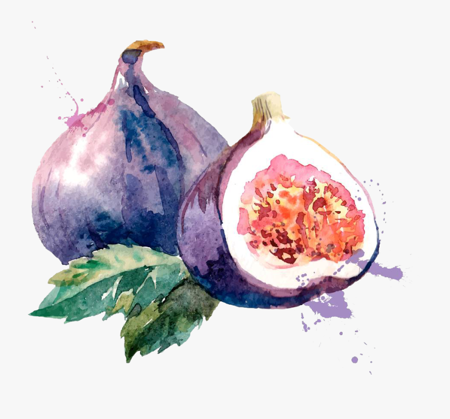 Clip Art Royalty Free Common Fig Watercolor Painting - Fig Watercolor Png, Transparent Clipart