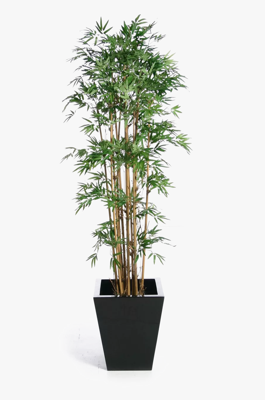 Banyan Houseplant Buckle Tree Green Fig Weeping Clipart - Japanese Bamboo Indoor Plant, Transparent Clipart