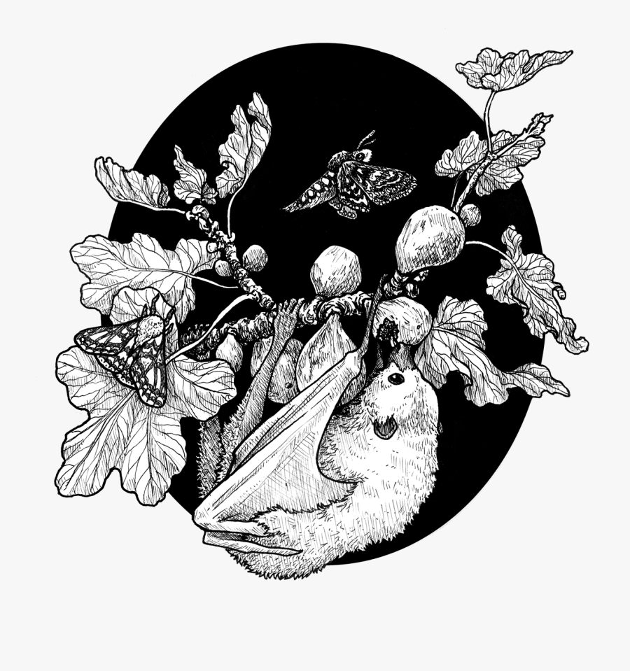 Fig Tree And The Fruit Bat , Png Download - Flora And Fauna Black And White Illustration, Transparent Clipart