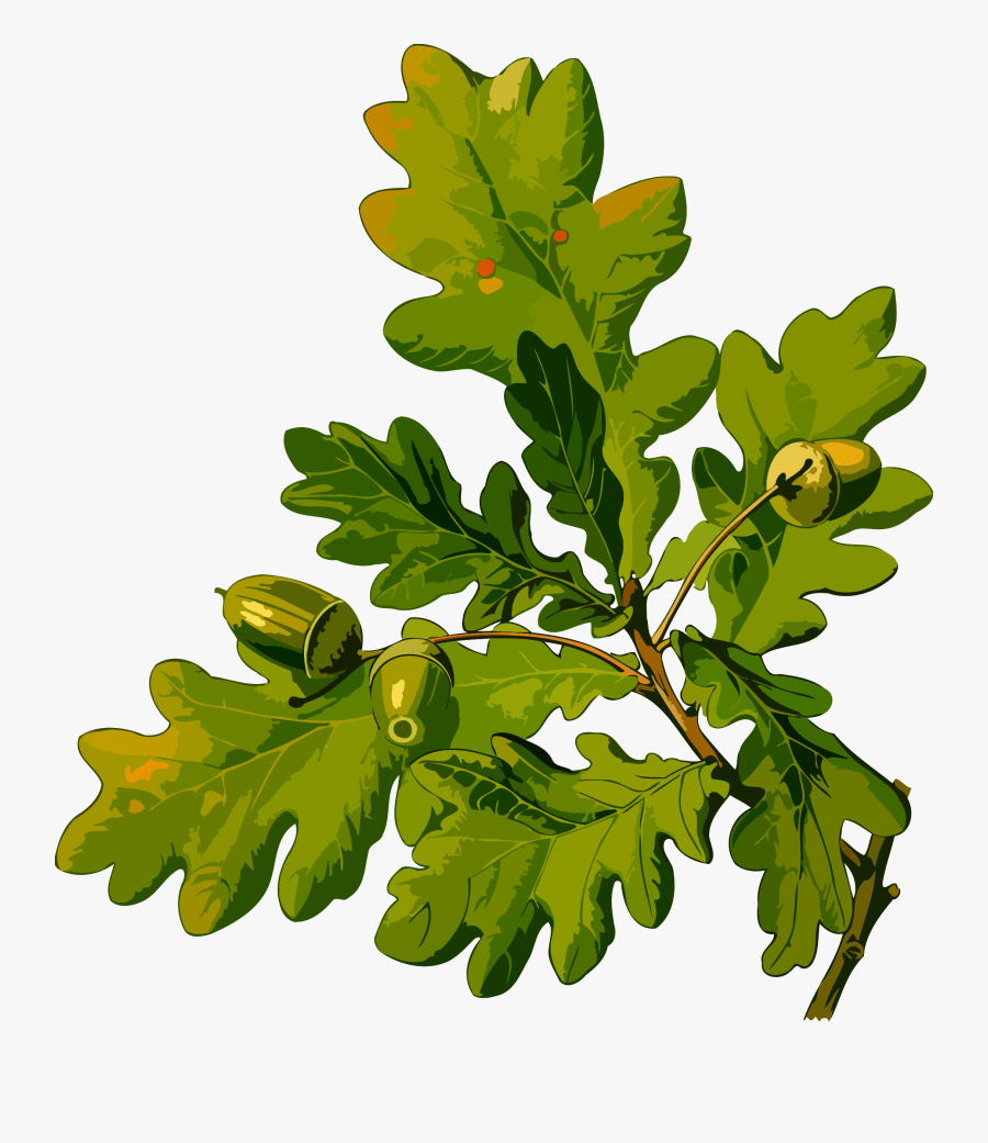 Transparent Fig Tree Clipart - Köhler's Medizinal Pflanzen, Transparent Clipart