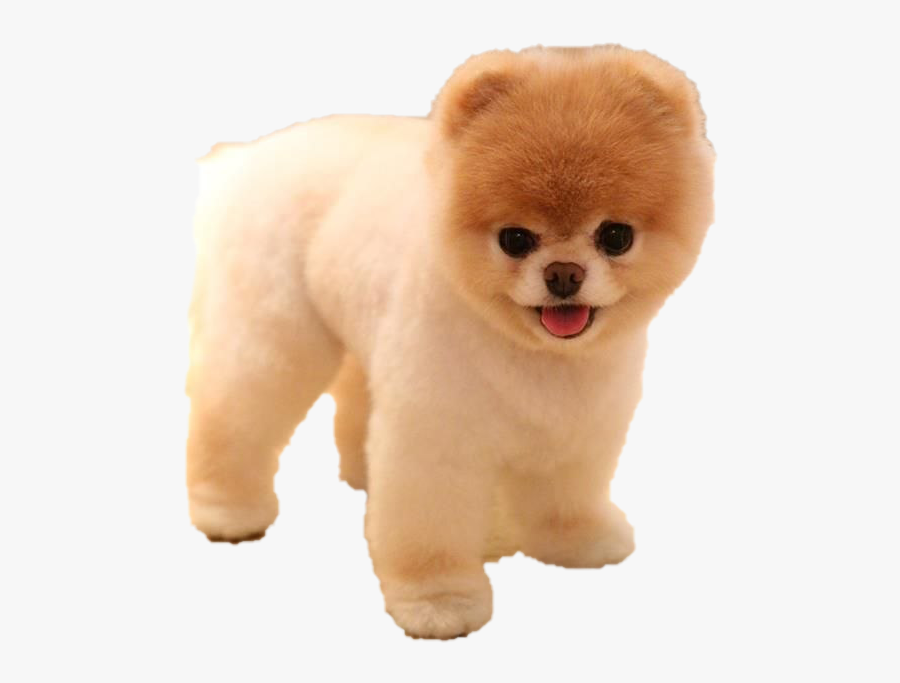 Boo Png Clipart - Pomeranian, Transparent Clipart