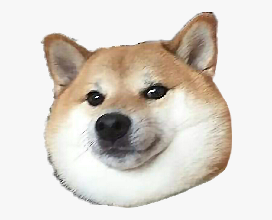 #doge #doggo #shiba #shibainu #shibe #shober #thicc - Doge Transparent Png, Transparent Clipart