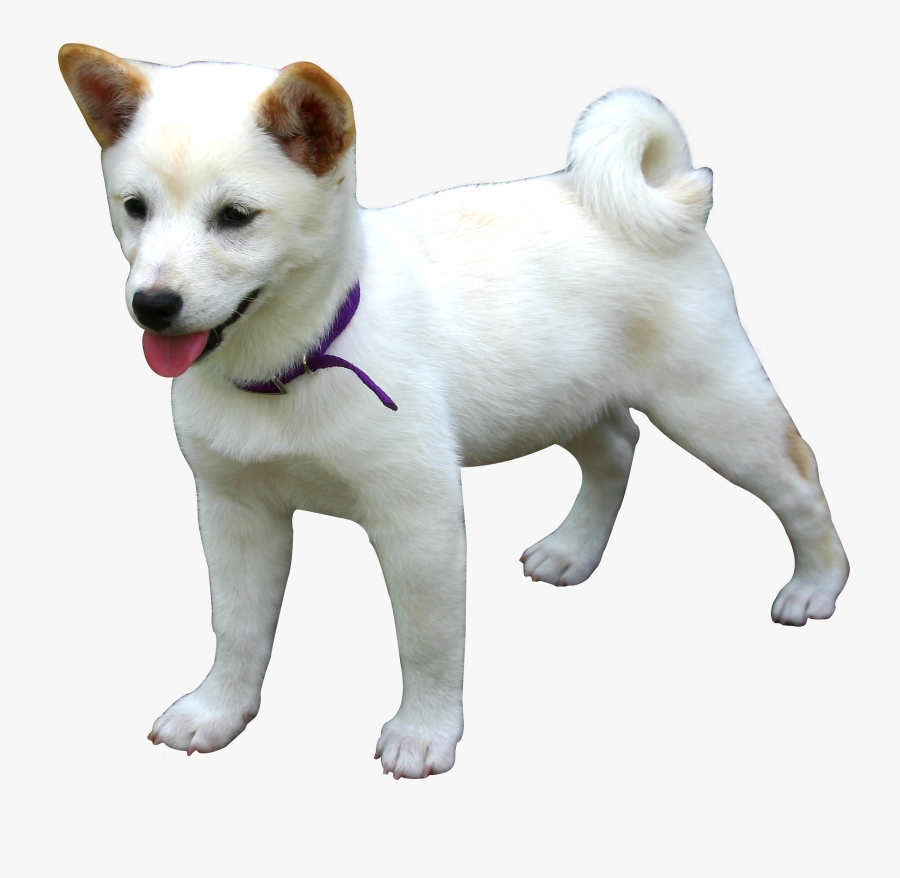 Dog Png, Transparent Clipart