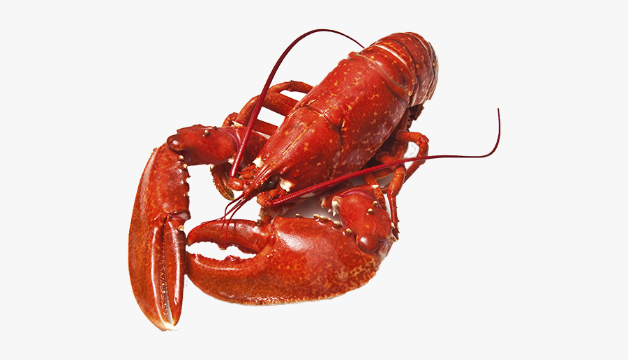 Lobster Png, Transparent Clipart
