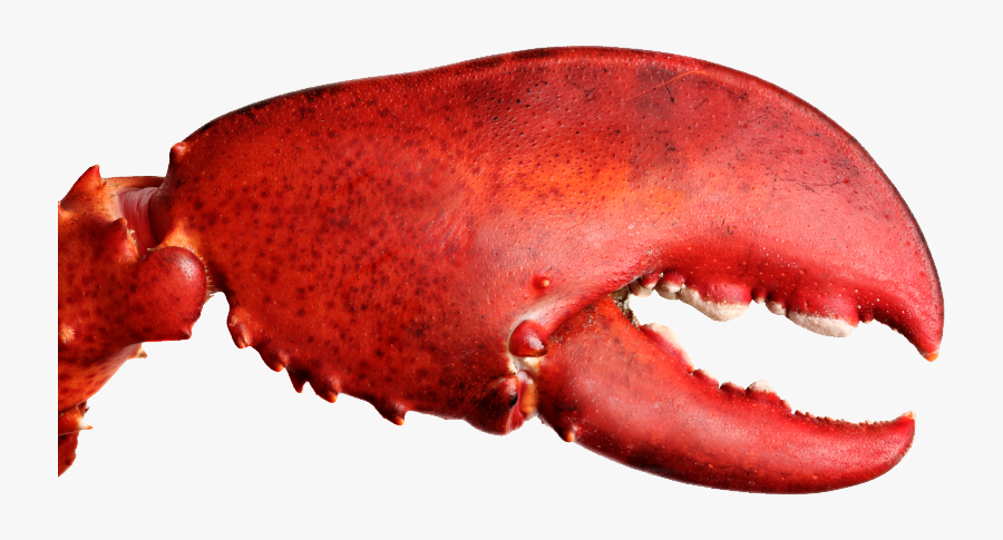 Lobster Png File - Lobster Claw, Transparent Clipart