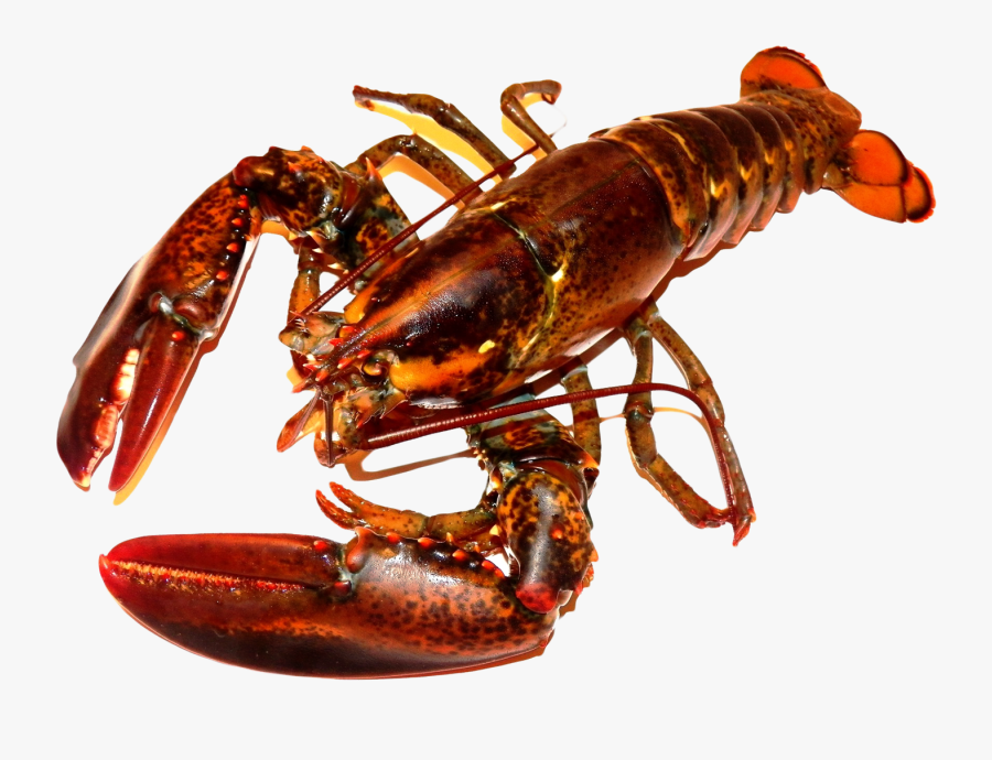 Transparent Lobster Buoy Clipart - Lobster Png, Transparent Clipart