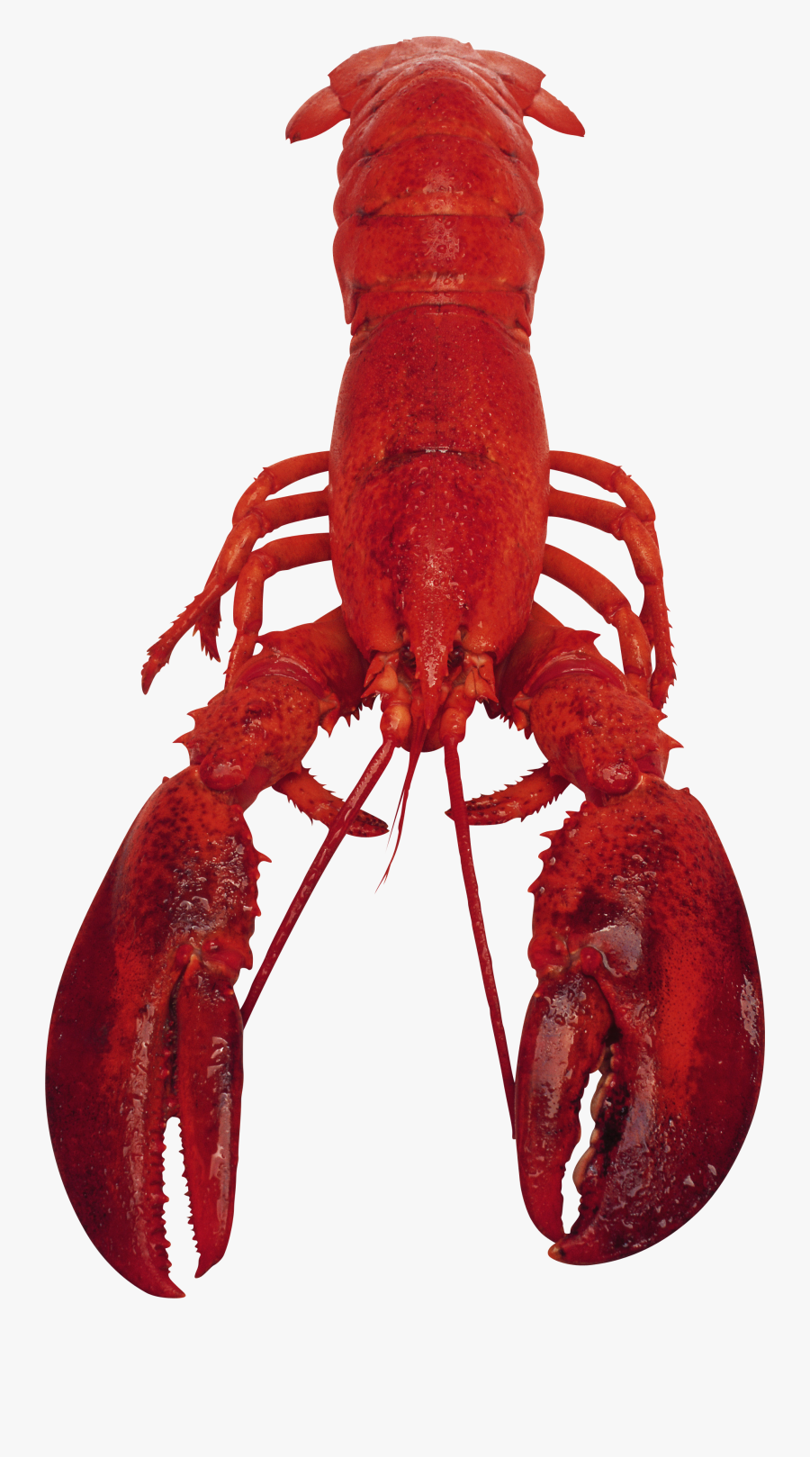 Рак На Белом Фоне Clipart , Png Download - Transparent Background Lobster Png, Transparent Clipart